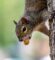 quirrel-peanut-animal-rodent-5210943/