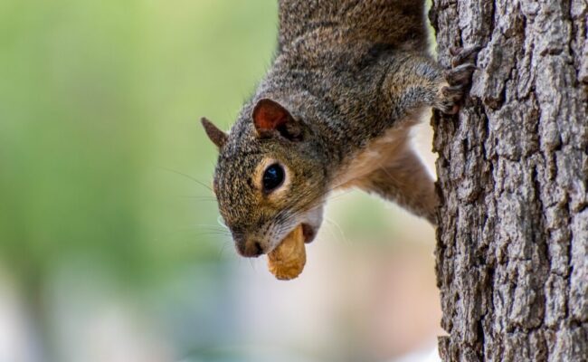 quirrel-peanut-animal-rodent-5210943/