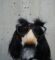 black-and-white-dog-with-disguise-eyeglasses-wOHH-NUTvVc