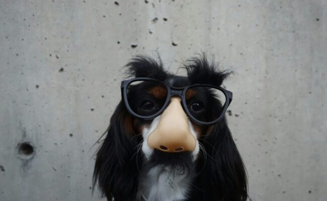 black-and-white-dog-with-disguise-eyeglasses-wOHH-NUTvVc