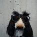 black-and-white-dog-with-disguise-eyeglasses-wOHH-NUTvVc