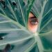 woman-peeking-over-green-leaf-plant-taken-at-daytime-cTKGZJTMJQU