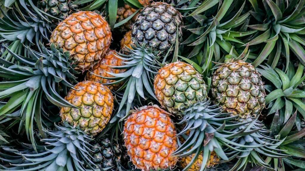 orange-and-green-pineapple-fruits-ZS_RypKo9sk