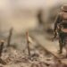 soldier-walking-on-wooden-pathway-surrounded-with-barbwire-selective-focus-photography-qwe8TLRnG8k